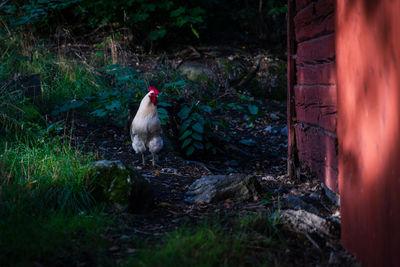 View of a bird on land