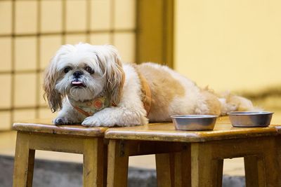 Dog relaxing on table