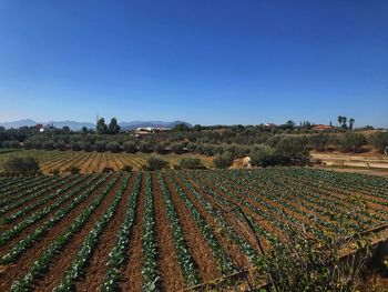 Scenic view of agricultural field against clear blue sky