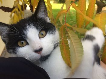 Portrait of cat surrounded by leaves