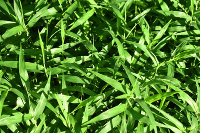 Full frame shot of plants growing on field