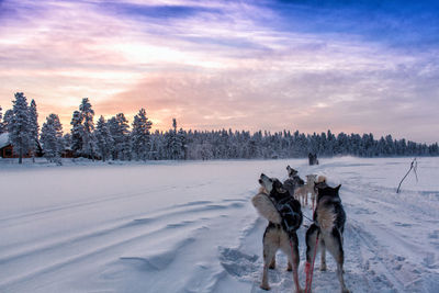 Sled dogs on snow covered landscape against sky during sunset