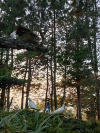 Bird perching on tree trunk