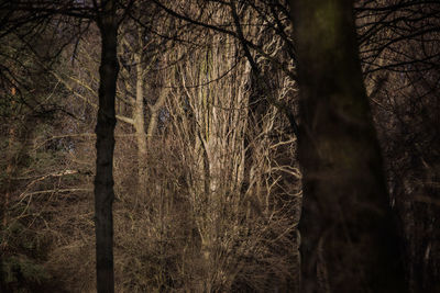 Bare trees in forest