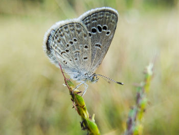 Close-up of butterfly on plant