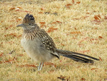 Close-up of a bird perching on a field