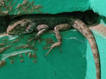 High angle view of lizard on wall