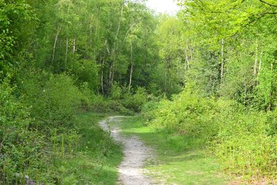 Footpath passing through forest