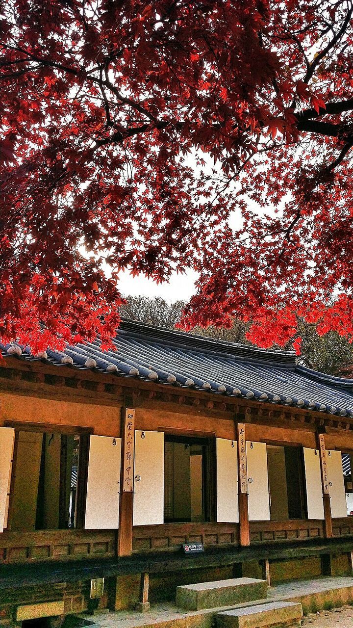 tree, built structure, architecture, building exterior, branch, low angle view, red, house, growth, sky, outdoors, nature, railing, wood - material, sunlight, no people, roof, day, orange color, autumn