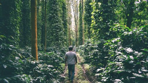 Rear view of men walking in forest