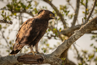 Long-crested eagle looks down from lichen-covered branch