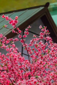 Low angle view of pink cherry blossoms