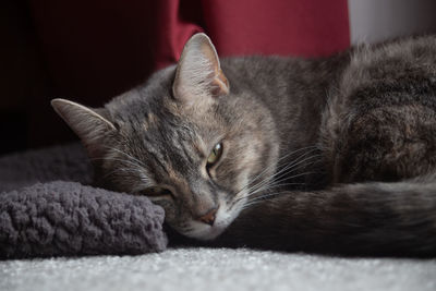 Close-up of cat resting on sofa at home