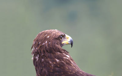 Close-up of eagle