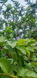 Low angle view of leaves on tree