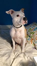 Dog looking away while sitting on bed