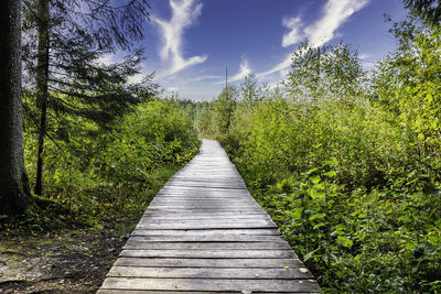 Wooden duckboards through the swamp forest at sunny day