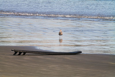 High angle view of bird swimming in lake