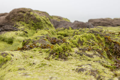 Close-up of green landscape against clear sky