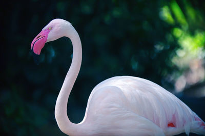 Close-up of pink big bird greater flamingo in pond