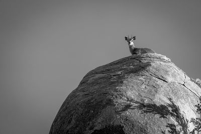 Low angle view of donkey against clear sky