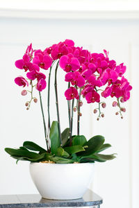 Close-up of pink flowers in vase