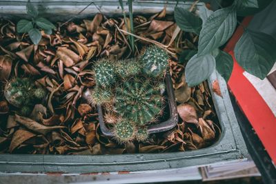 High angle view of potted plant on table