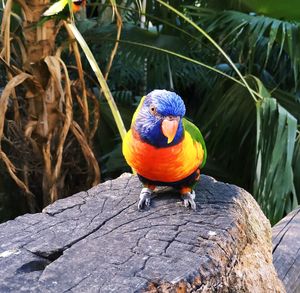 Close-up of parrot perching on wooden post