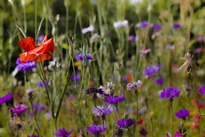 Close-up of purple flowering plants on field