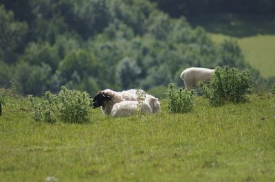 Sheep on field