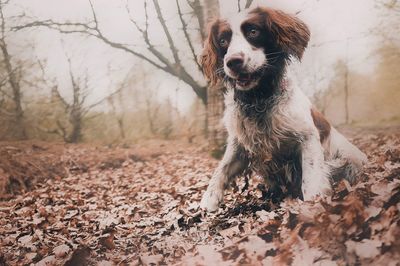 Dog looking away on field during autumn