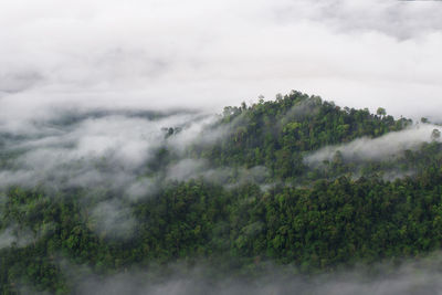 Scenic view of forest against sky