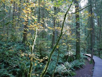 View of trees in forest