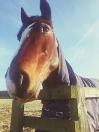 Close-up of horse against sky