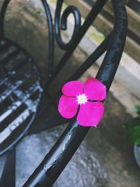 Close-up of pink flowers