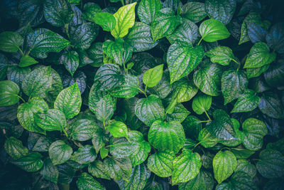 Wildbetal leafbush,tropical green leaf texture background.