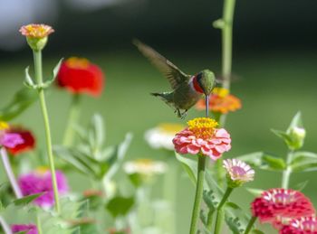 Male ruby throated hummingbird hovering over a flower
