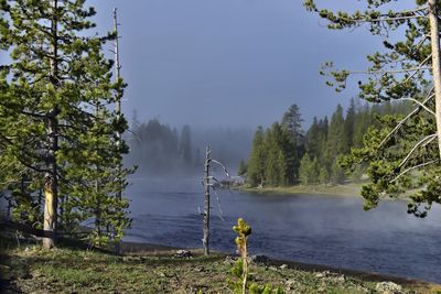 Scenic view of lake in forest against sky