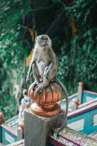 Close-up of monkey looking away