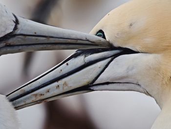 Close-up of bird