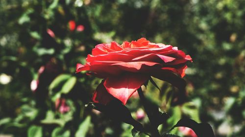 Close-up of red rose