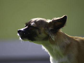 Close-up of a dog looking away