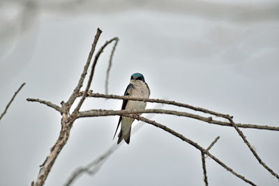 Low angle view of bird perching on branch