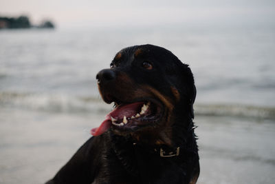 Close-up of black dog at beach