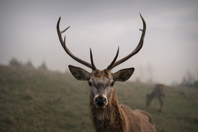 Portrait of deer