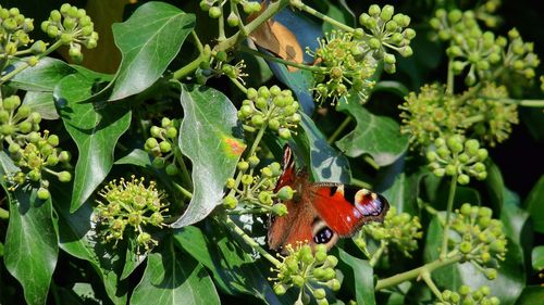 Close-up of insect on plant