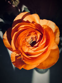 Close-up of orange rose against black background