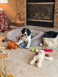 Portrait of dog relaxing at home