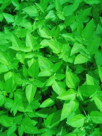 Full frame shot of green leaves