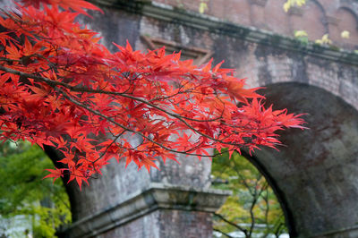 Red maple leaves on tree during autumn